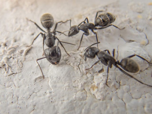 ants safehouse pest control