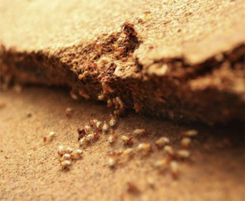 Types of Termite Management Systems