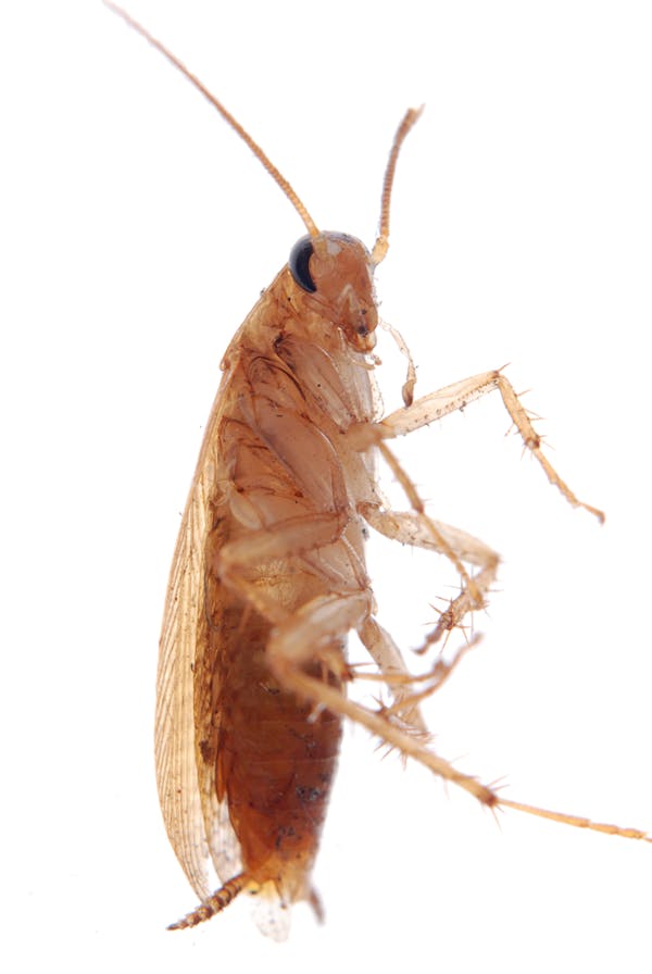 Close-up -German Cockroach