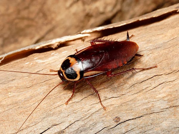 australian cockroach safehouse pest control