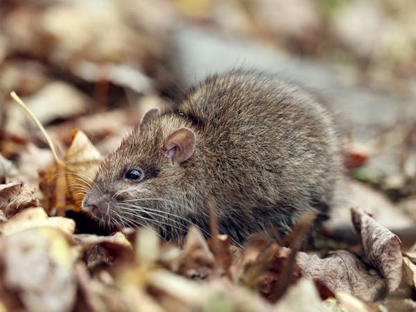 mouse,rodent pest control gold coast