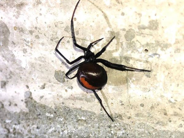 redback spider - safe house pest control