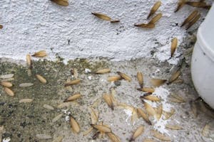flying termites alates summer pests