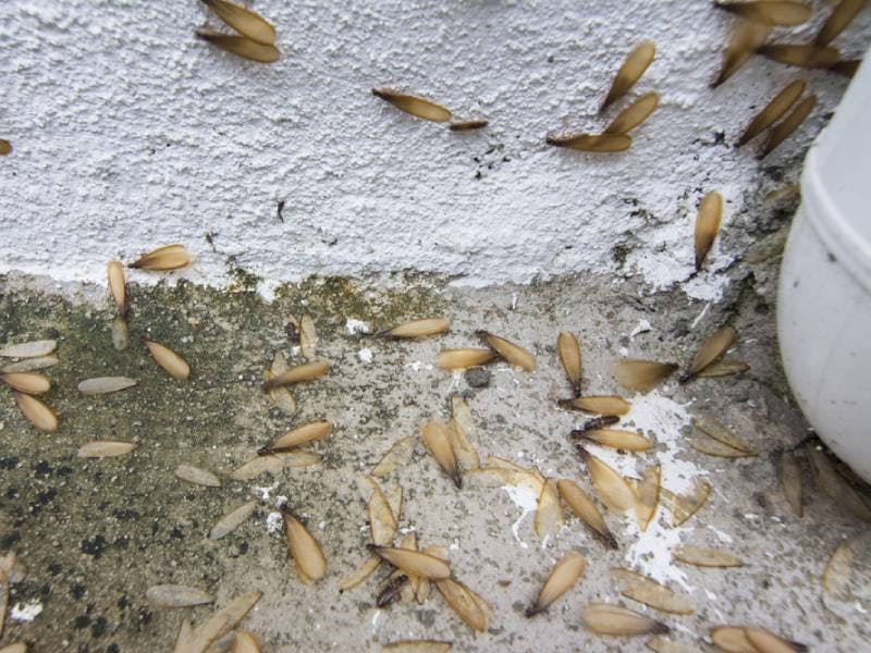 flying termites gold coast