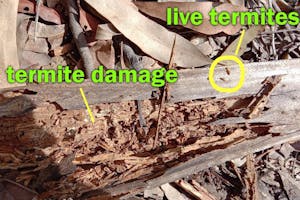 Notes on Termite Prevention