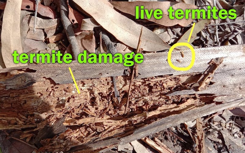 Termite Prevention Gold coast
