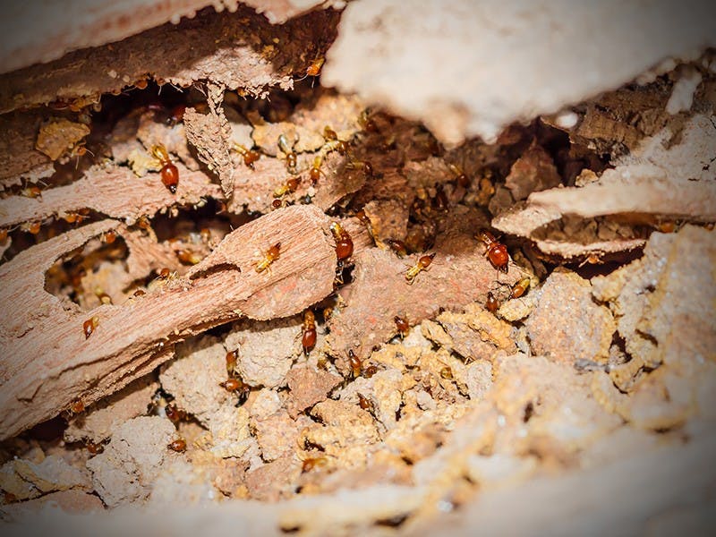 Tips for Termite Prevention on the Gold Coast
