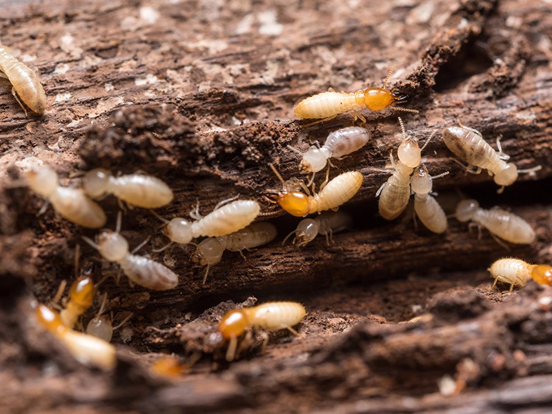 termite prevention treatment Gold Coast
