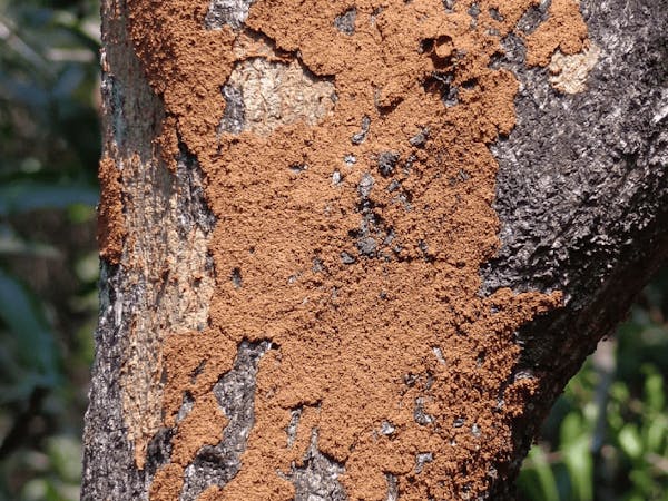 termite-tree-mound-safehouse pest control