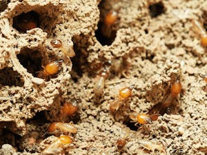 termite control and inspections gold coast