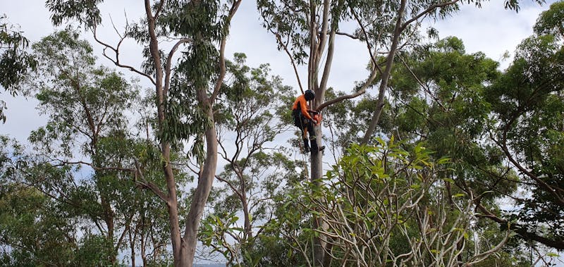 Ivory starting removal of tree for safety of home